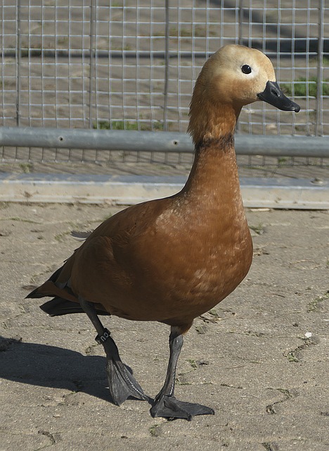 斜塞给